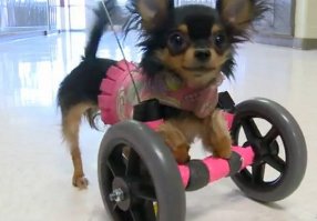 Все будет ровно если хозяин не рукожоп, или даже если рукожоп но не жмот - тоже все будет ровно