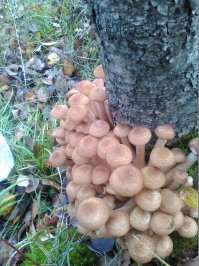 Не видел "толпу" белых у дерева, а вот опятки прошлым летом порадовали.