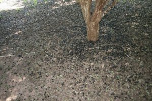 после щелковици я бы сюда не вступил