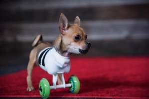 Для тех,кто советует утопить.И так собачки живут.Так что у этого очаровашки есть много шансов.