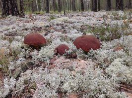 Мечта грибника, не правда ли?
