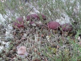 Мечта грибника, не правда ли?