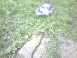 Мой кот,гадюку рвет на хрен!