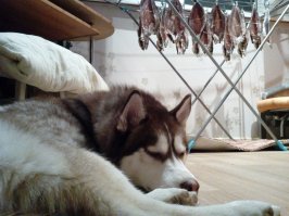 Наш - рыбу охраняет.