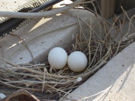 Выгода от соседства с человеком