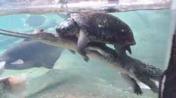 до щукинской 300?