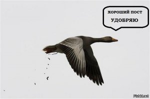 Под ледовым панцирем