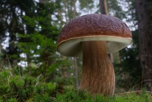 Мечта грибника, не правда ли?