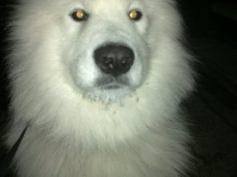 Ни фига себе - 1й раз вижу, что самоеда назвали самоедской собакой (что есть правильно), а не самоедской лайкой))) Мне постоянно говорят, что у меня лайка, иногда самоеда путаю с хаски, но больше всего называют лайкой.