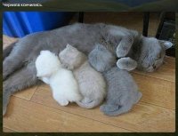 Не хватило краски: так выглядят животные, страдающие нарушением пигментации