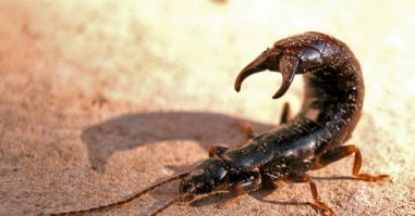 А двуххвостки??