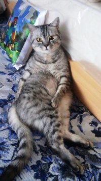 ЧЕ Я ПРОПУСТИЛ??? КАКОЕ 8 МАРТА?