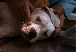 Еще немного боли.