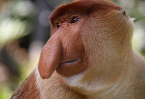 И только телевидение помогло ей привести в норму выросший до невероятных размеров нос