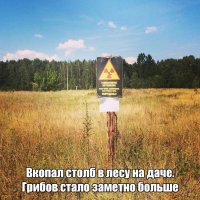 Мечта грибника, не правда ли?