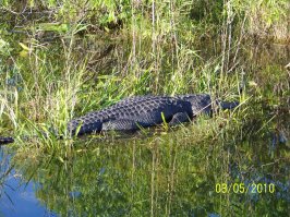 В тех же местах, снимал в 2010 году.
