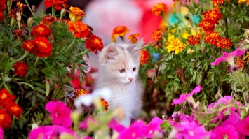 Пост милоты и красоты в честь праздничка
