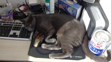 У меня вообще трэш, иногда кот разбавляет картину ))