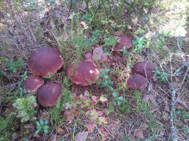 Мечта грибника, не правда ли?