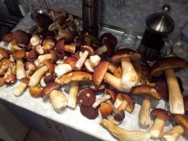 Мечта грибника, не правда ли?