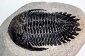 Это трилобит спал.