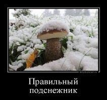 Подснежниковый сленг