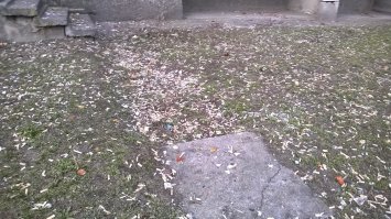 Такие вод подснежники совсем не редкость, к сожалению