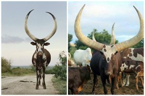 Африканские животные используют свои украшения не столько для защиты, сколько для теплообмена как радиаторы.