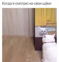 Приколы и прикольные картинки
