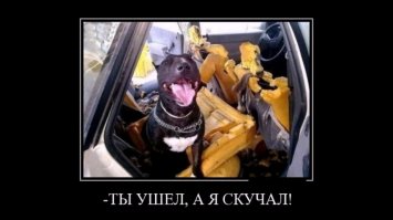 Оставленная в машине собака начала сигналить в автомобильный гудок, чтобы её хозяйка побыстрее вернулась