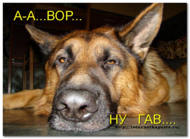 Лень признали признаком интеллета