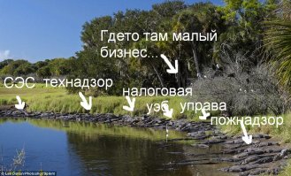 Аллигаторы Флориды встречают весну!