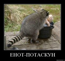 Смешные еноты, видео подборка!