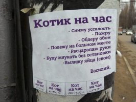 "сниму уссалость" губка кот?)