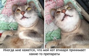 Смешные комментарии и высказывания из социальных сетей