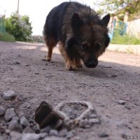 Из Сети... Где-то под Донецком...