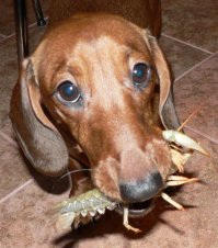 Фотограф делает очумелые снимки самых эмоциональных собак 