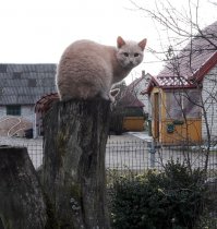 А этот котяра у нас в деревне живёт. Ничем не хуже героя поста.