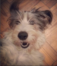 вот еще эмоции, Бусина-дуропёс :)