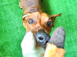 Фотограф делает очумелые снимки самых эмоциональных собак 