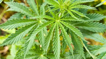 Вот что растить надо: Да вот блдь, УК РФ не велит (((