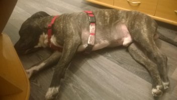 Фотограф делает очумелые снимки самых эмоциональных собак 