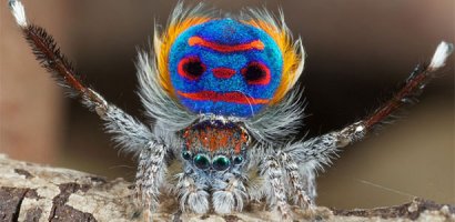 Наверное самый красивый паук в мире