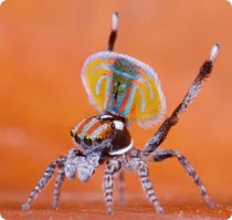 Мне такой больше по душе.