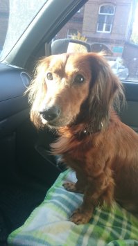 а я своего похоронил 2 марта. Со мной 13 лет прожил. А нашел его, когда было ему год-полтора... Умница каких не найти. Скучаю...
Тяжко пипец...