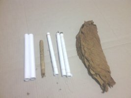 В 2015-ом посадил, вырастил, 200 кустов, в прошлом году не стал сажать, сталось много. Нынче буду. Это половина, вторая на другом участке, у брата. Сажать буду только берли, его сразу, хоть прям с куста кури. Остальное хотя бы немного, но надо ферментировать. К зиме-весне они конечно немного сами естественным путем ферментируются, но недостаточно.
Никак руки не дойдут простое устройство из утепленной картонной коробки на батарею отопления сделать, чтобы в отопительный сезон подферментировать. 
Насчет сушки, если есть возможность, то лучше на слое сена в сарае просто укладывать друг на друга шахматкой, чтобы черешки наружу торчали. Степень перекрытия в июле максимальный, чтобы сохли полностью не раньше недели. Тогда они нормально подвяливаются и выжелчиваются. По мере высыхания можно компактнее стопками складывать, но не сдавливать - место освобождается. Самые поздние сборы и верхние метелки в один слой естессно, окончательно они у меня следующим летом только высохли. Некоторые попортились, те что на голых досках непосредственно лежали, без прослойки сена.
Сигары почти по всем правилам, просто вместо деревянных колодок закручиваю в бумагу насколько нужно (можно сразу плотность контролировать) и после некоторой выдержки в покровный. Намного удобнее: не надо идеально точное количество листьев скручивать.
Можно и мелкие типа сигарет делать, только без фиксирующего листа, только покровный в конце.
Клей - вишневая смола в водке. Можно и не использовать вообще, просто пальцем намочить, они и так клейкие.