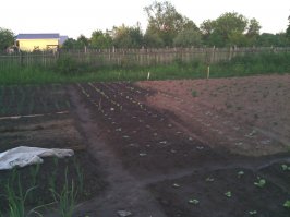 В 2015-ом посадил, вырастил, 200 кустов, в прошлом году не стал сажать, сталось много. Нынче буду. Это половина, вторая на другом участке, у брата. Сажать буду только берли, его сразу, хоть прям с куста кури. Остальное хотя бы немного, но надо ферментировать. К зиме-весне они конечно немного сами естественным путем ферментируются, но недостаточно.
Никак руки не дойдут простое устройство из утепленной картонной коробки на батарею отопления сделать, чтобы в отопительный сезон подферментировать. 
Насчет сушки, если есть возможность, то лучше на слое сена в сарае просто укладывать друг на друга шахматкой, чтобы черешки наружу торчали. Степень перекрытия в июле максимальный, чтобы сохли полностью не раньше недели. Тогда они нормально подвяливаются и выжелчиваются. По мере высыхания можно компактнее стопками складывать, но не сдавливать - место освобождается. Самые поздние сборы и верхние метелки в один слой естессно, окончательно они у меня следующим летом только высохли. Некоторые попортились, те что на голых досках непосредственно лежали, без прослойки сена.
Сигары почти по всем правилам, просто вместо деревянных колодок закручиваю в бумагу насколько нужно (можно сразу плотность контролировать) и после некоторой выдержки в покровный. Намного удобнее: не надо идеально точное количество листьев скручивать.
Можно и мелкие типа сигарет делать, только без фиксирующего листа, только покровный в конце.
Клей - вишневая смола в водке. Можно и не использовать вообще, просто пальцем намочить, они и так клейкие.