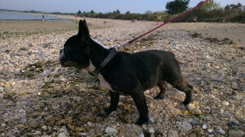 Фотограф делает очумелые снимки самых эмоциональных собак 