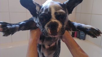 Фотограф делает очумелые снимки самых эмоциональных собак 