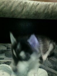 у меня хаски мелкий и поймать невозможно фотки только такие пока получаются